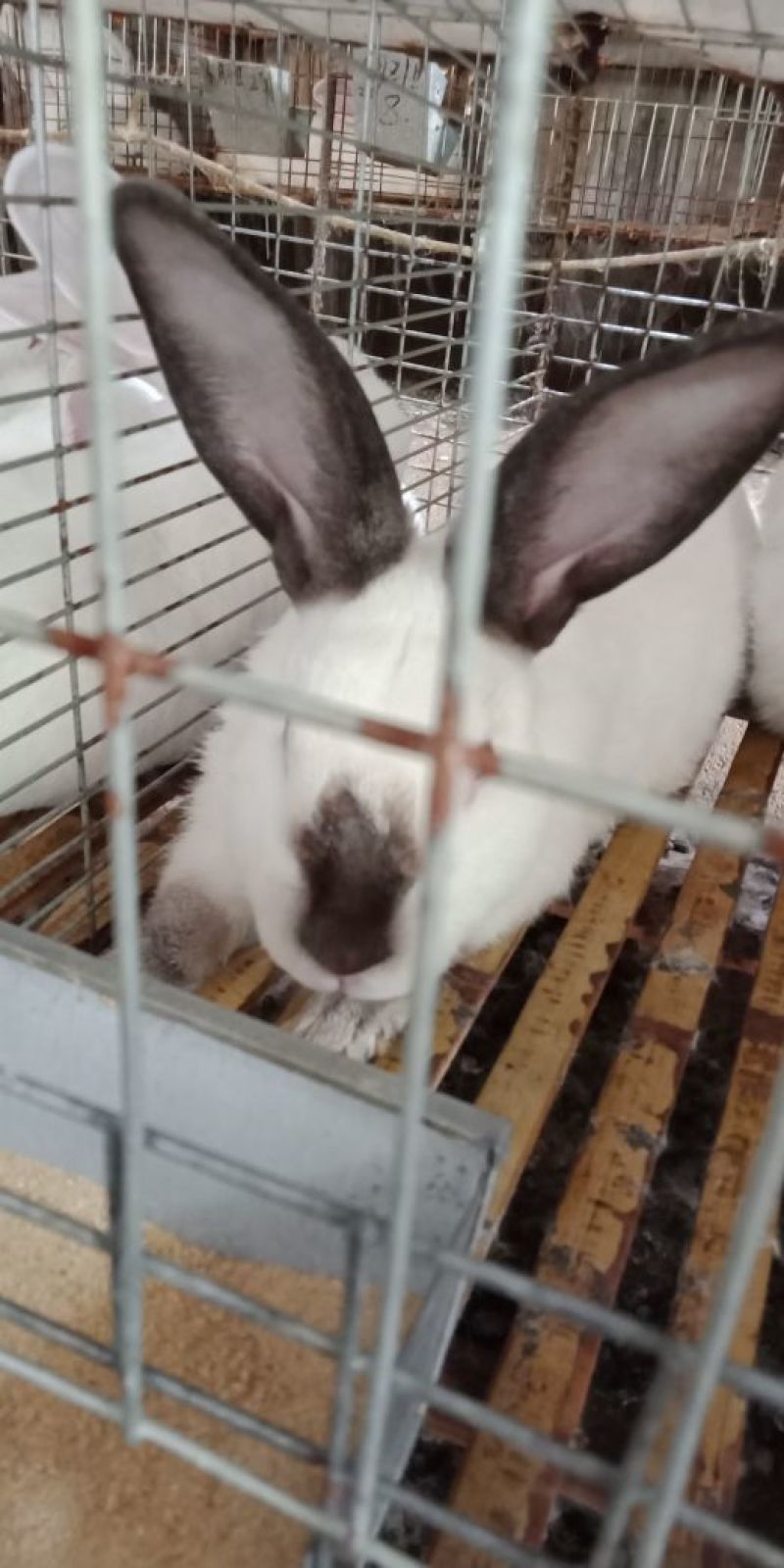 兔肉5斤以上种兔