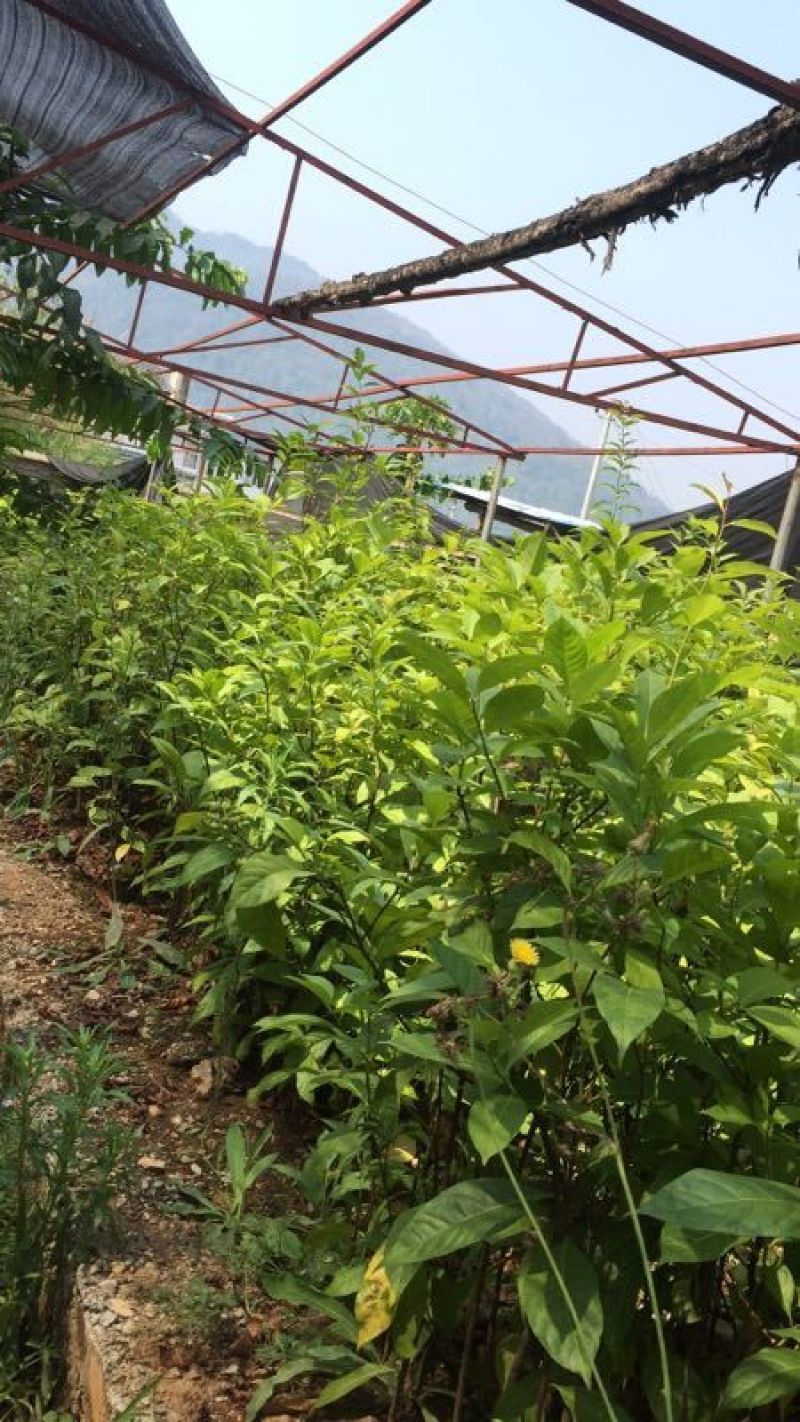 云南美登木统货