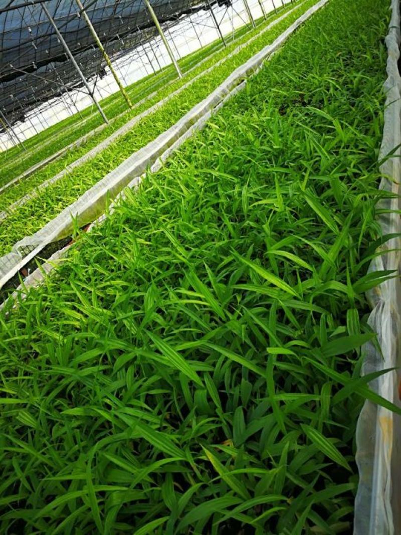 白及苗，三叉大白及苗，欢迎定做组培苗驯化苗！