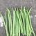 白花四季豆20~25cm
