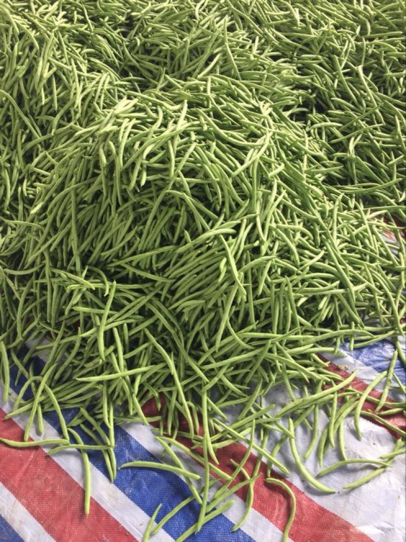 白花四季豆20~25cm