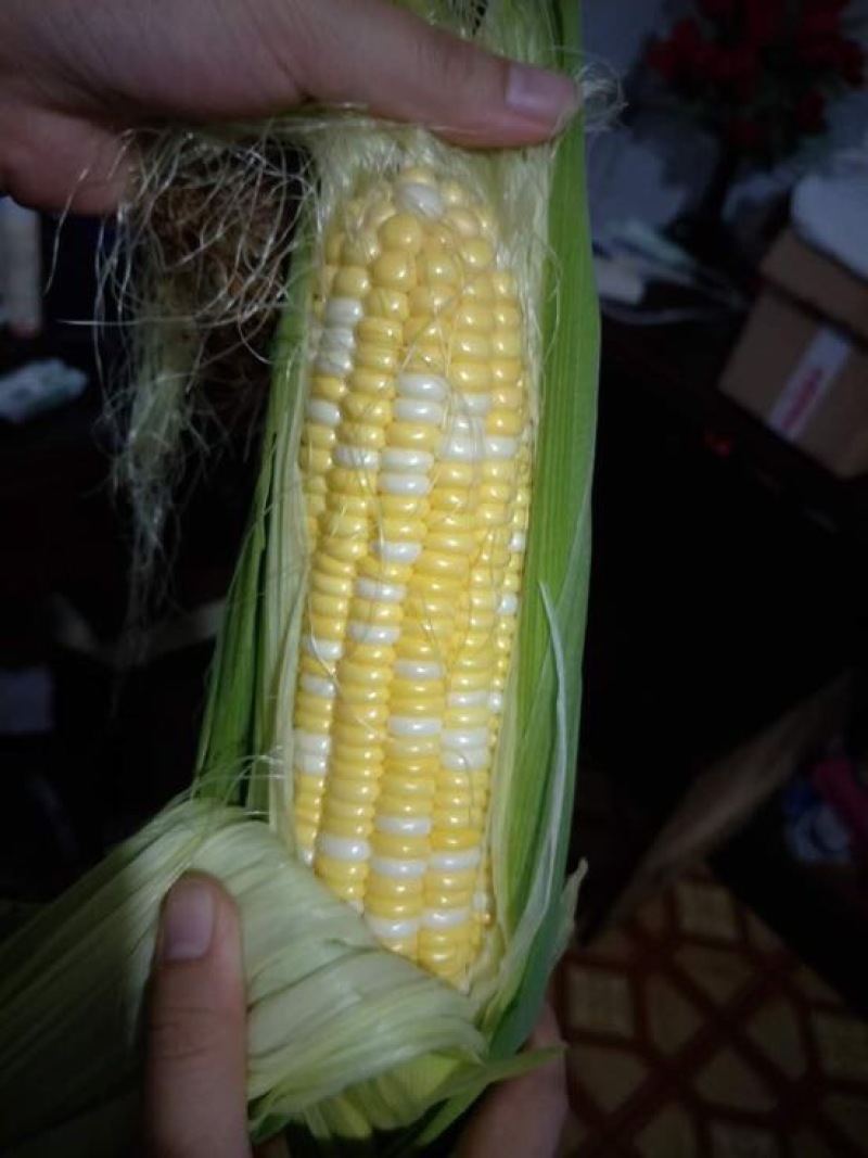 菜用玉米50%