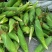 菜用玉米50%