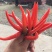 小米椒10~15厘米红中辣