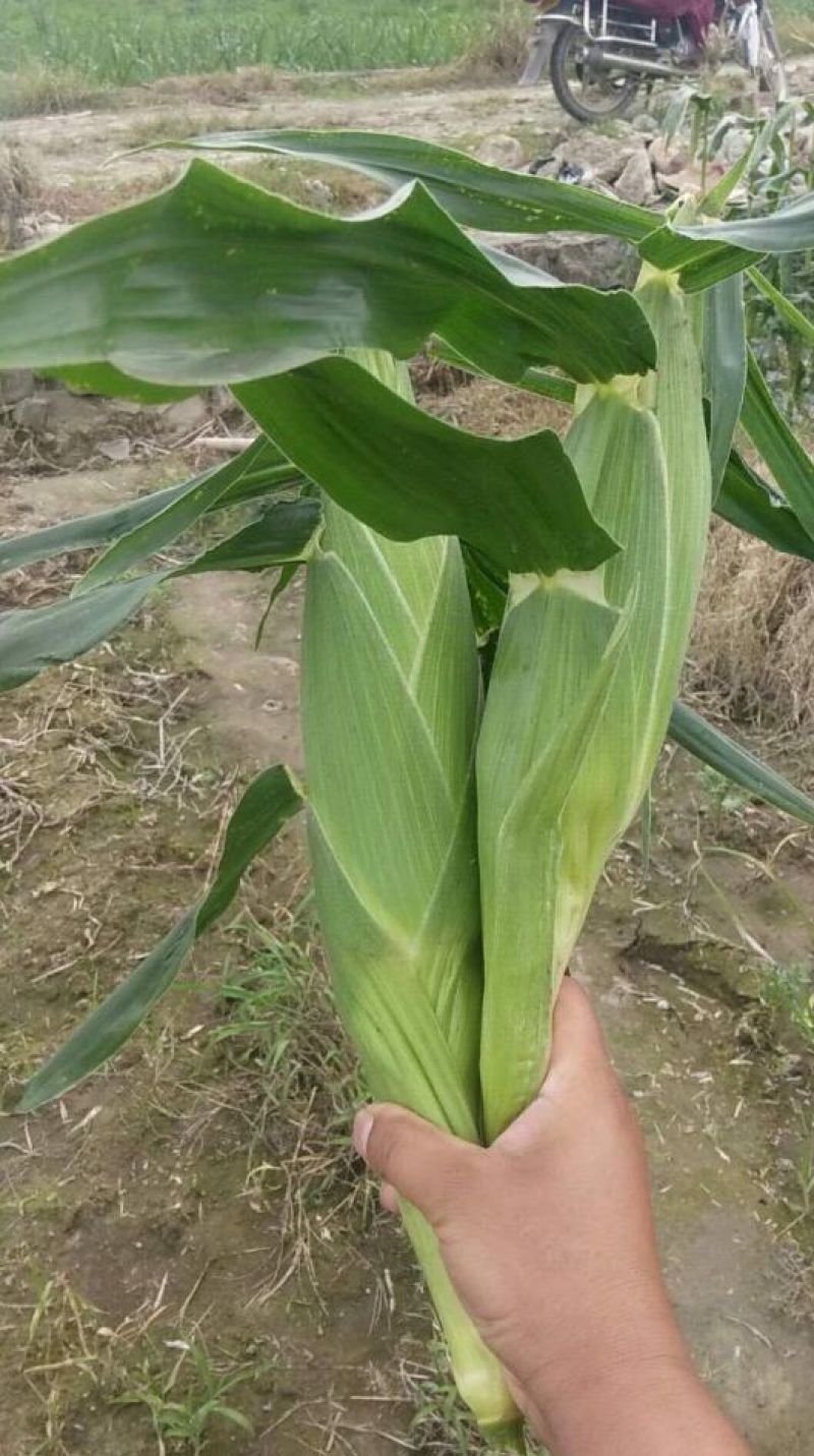 菜用玉米甜翠玉米