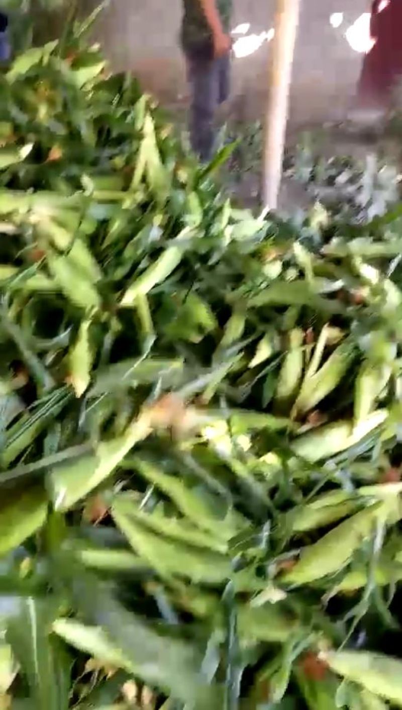 菜用玉米甜翠玉米