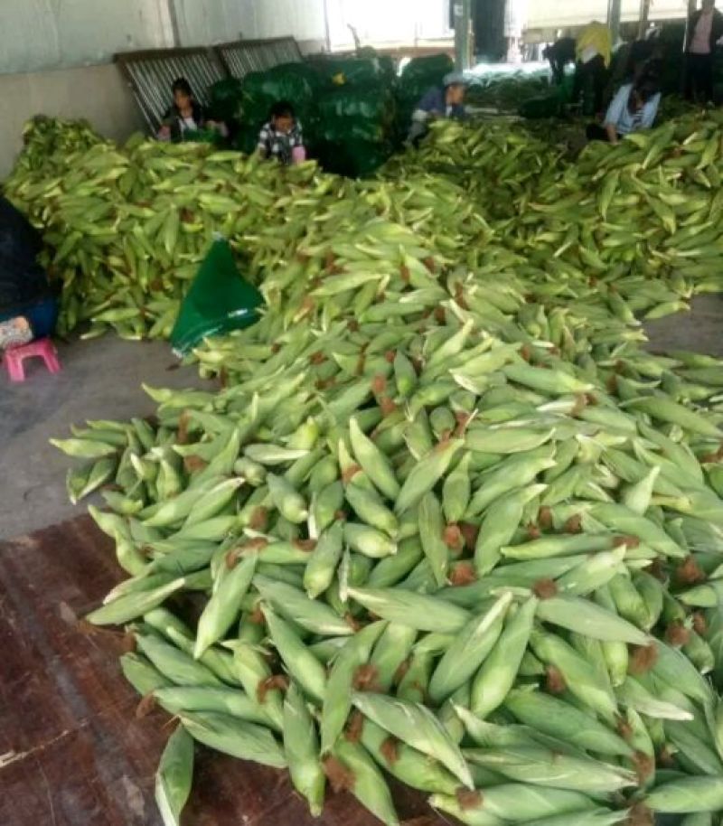 菜用玉米甜翠玉米