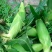 菜用玉米甜翠玉米