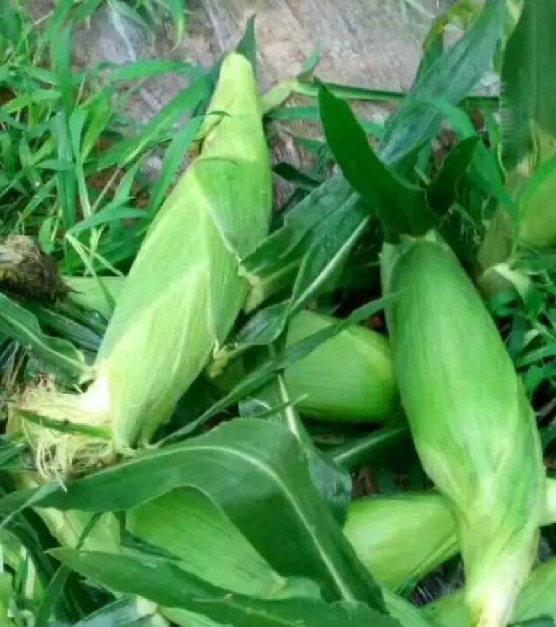 菜用玉米甜翠玉米