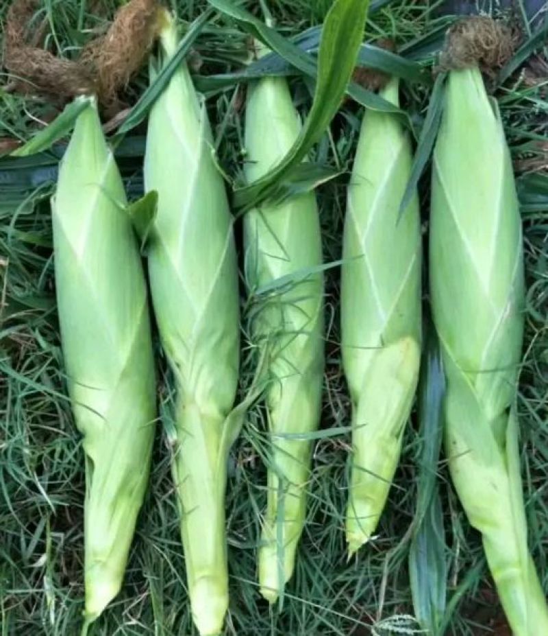 菜用玉米甜翠玉米