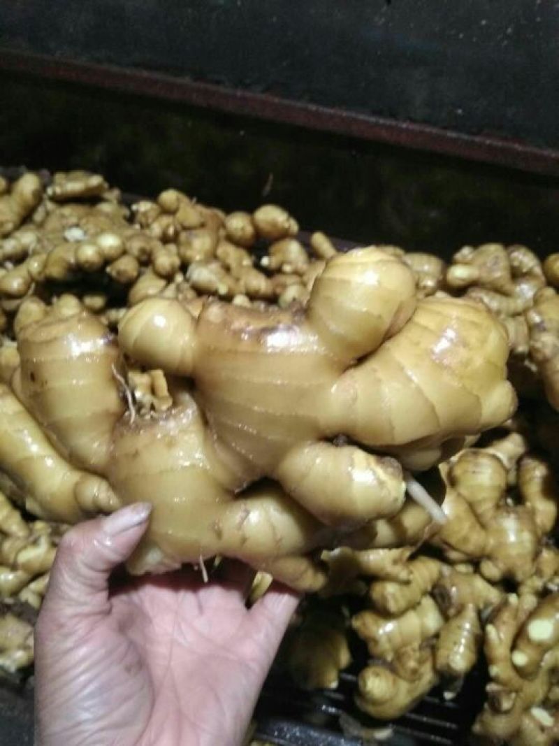 生姜大黄姜小黄姜可种植质量保证产地直发对接全国发货