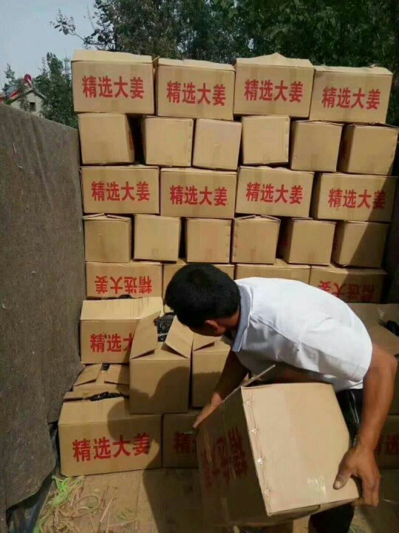 生姜大黄姜小黄姜可种植质量保证产地直发对接全国发货