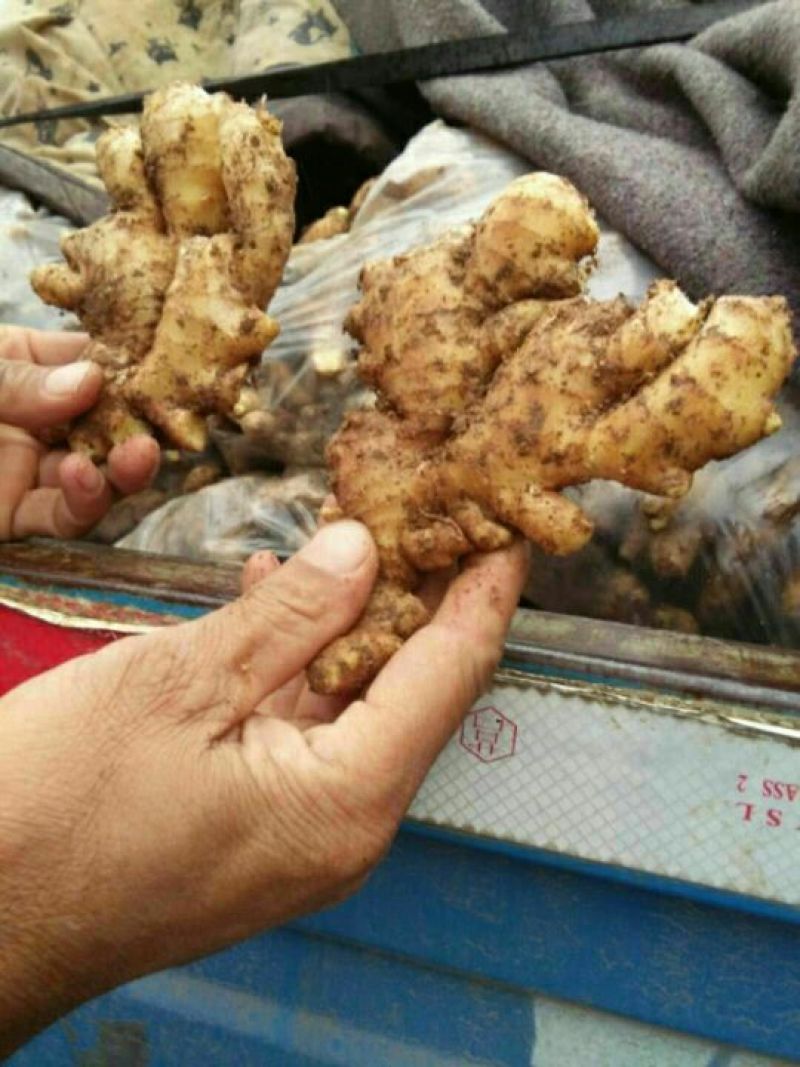 生姜大黄姜小黄姜可种植质量保证产地直发对接全国发货