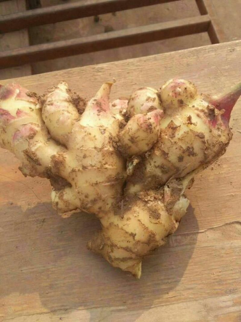 生姜大黄姜小黄姜可种植质量保证产地直发对接全国发货