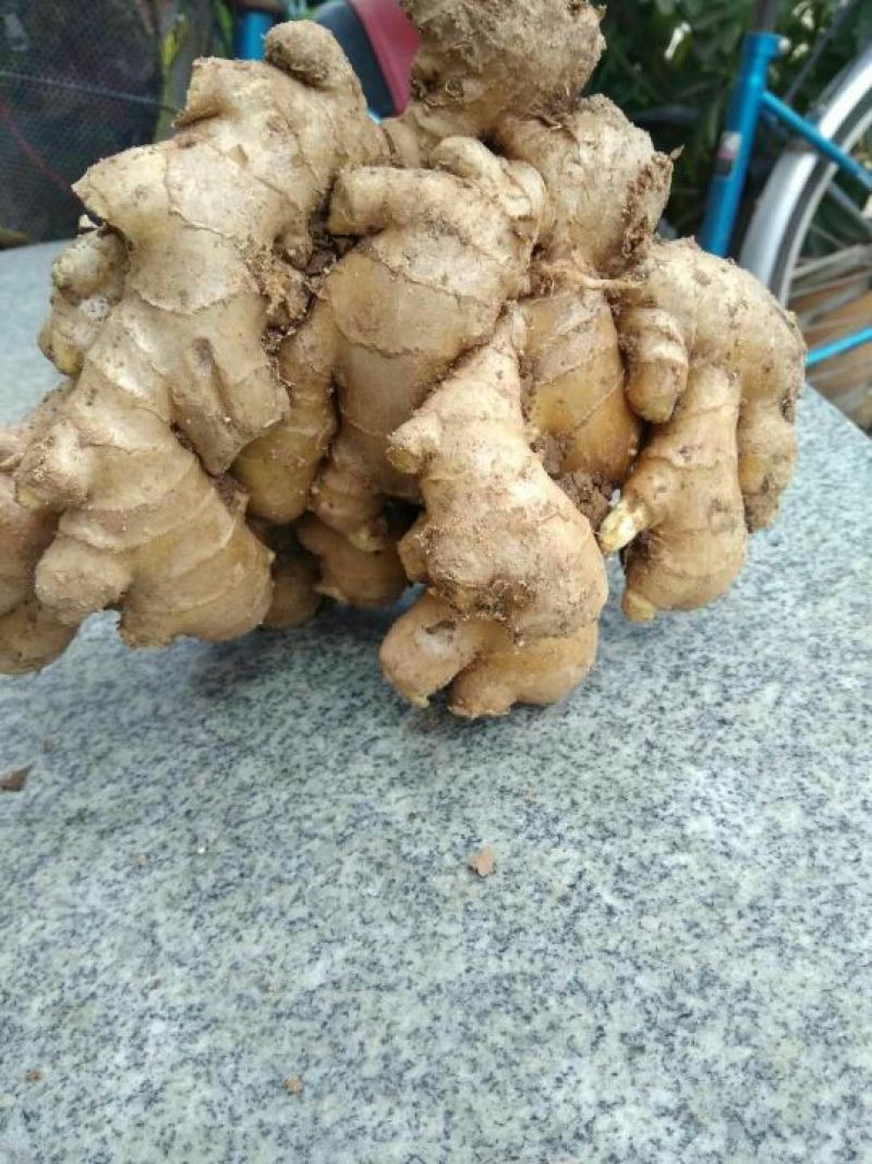 生姜大黄姜小黄姜可种植质量保证产地直发对接全国发货