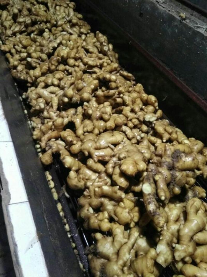 生姜大黄姜小黄姜可种植质量保证产地直发对接全国发货