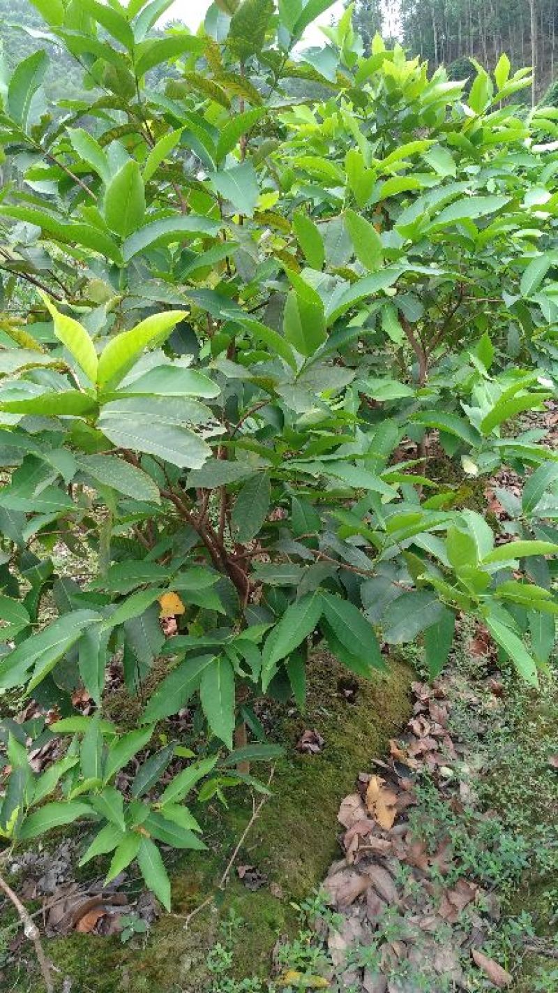 莲雾种苗