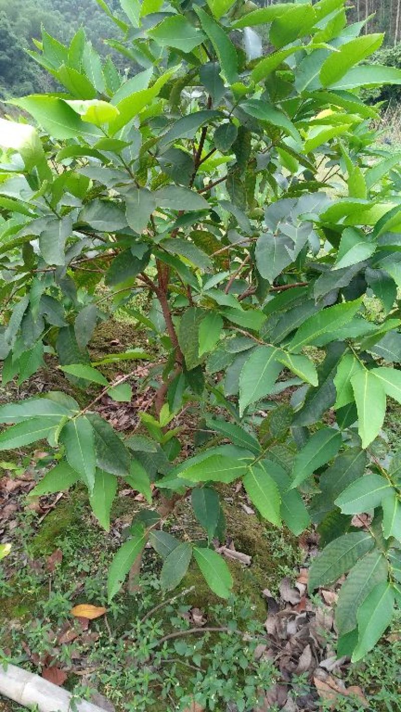 莲雾种苗