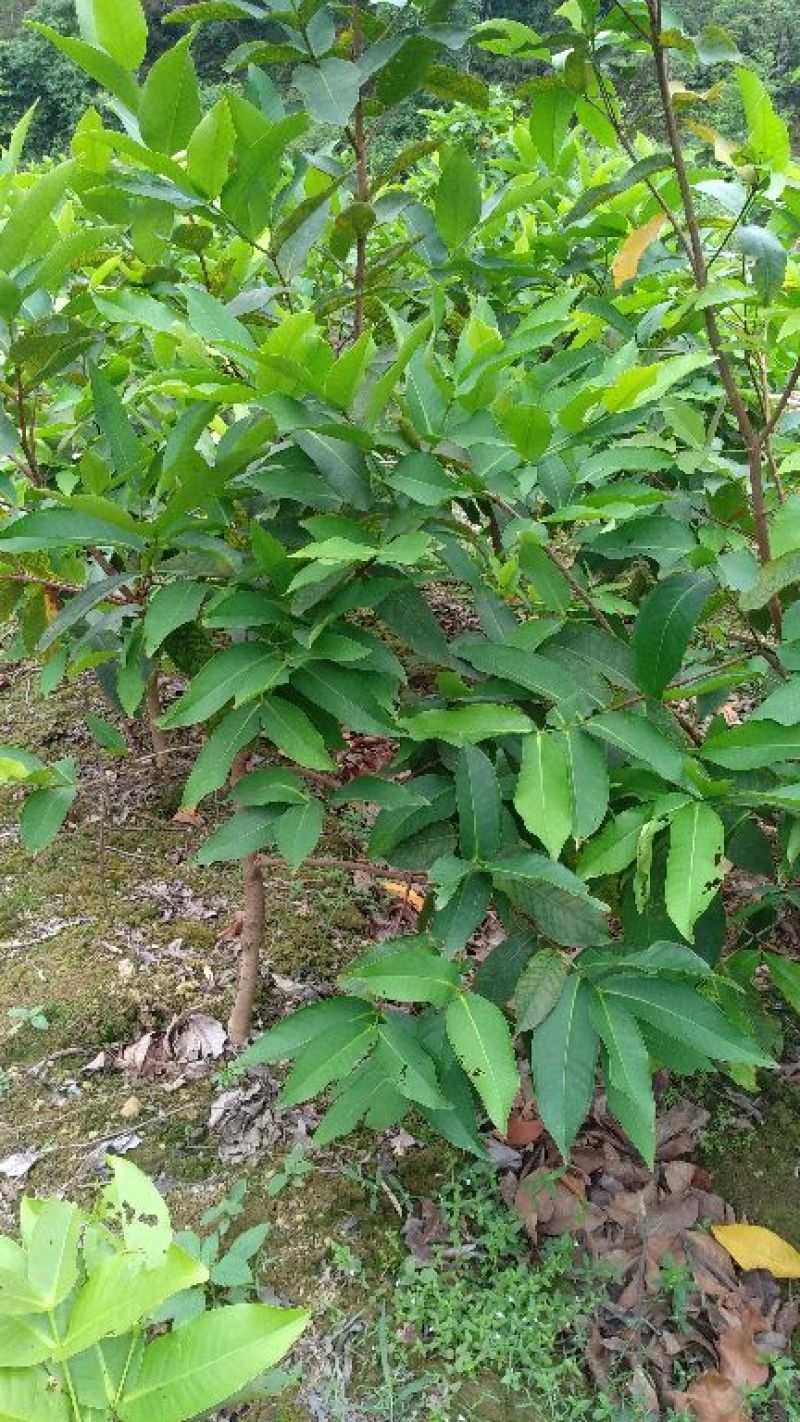 莲雾种苗