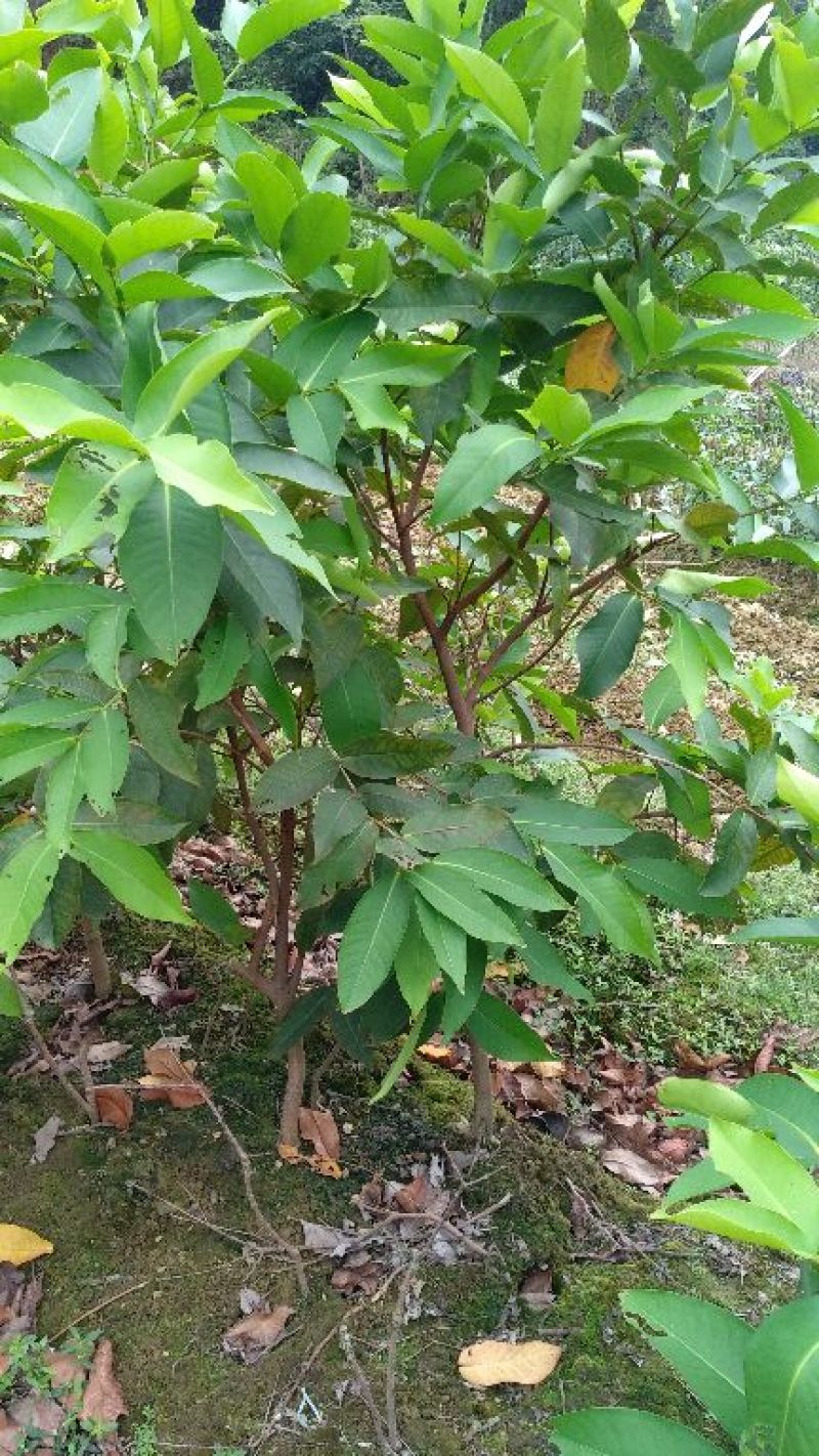 莲雾种苗