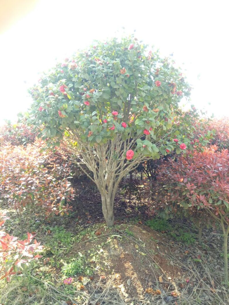 八月桂14~16cm3~3.5米2~3米