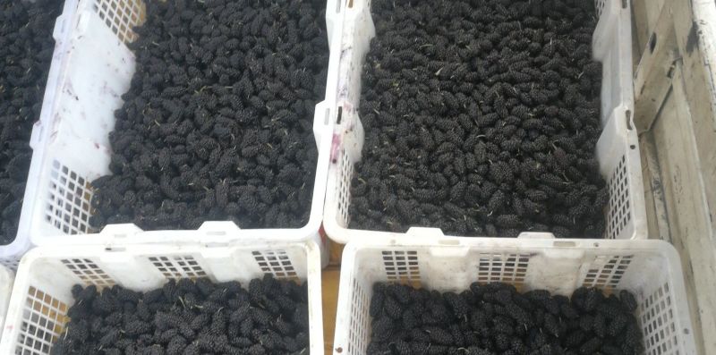桑椹