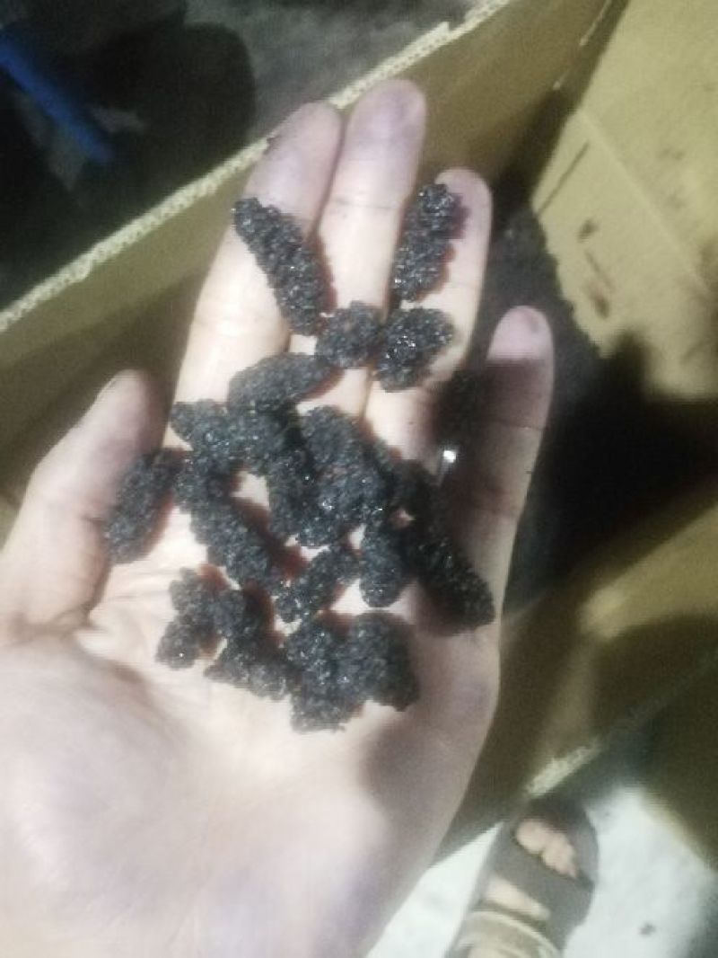 桑椹