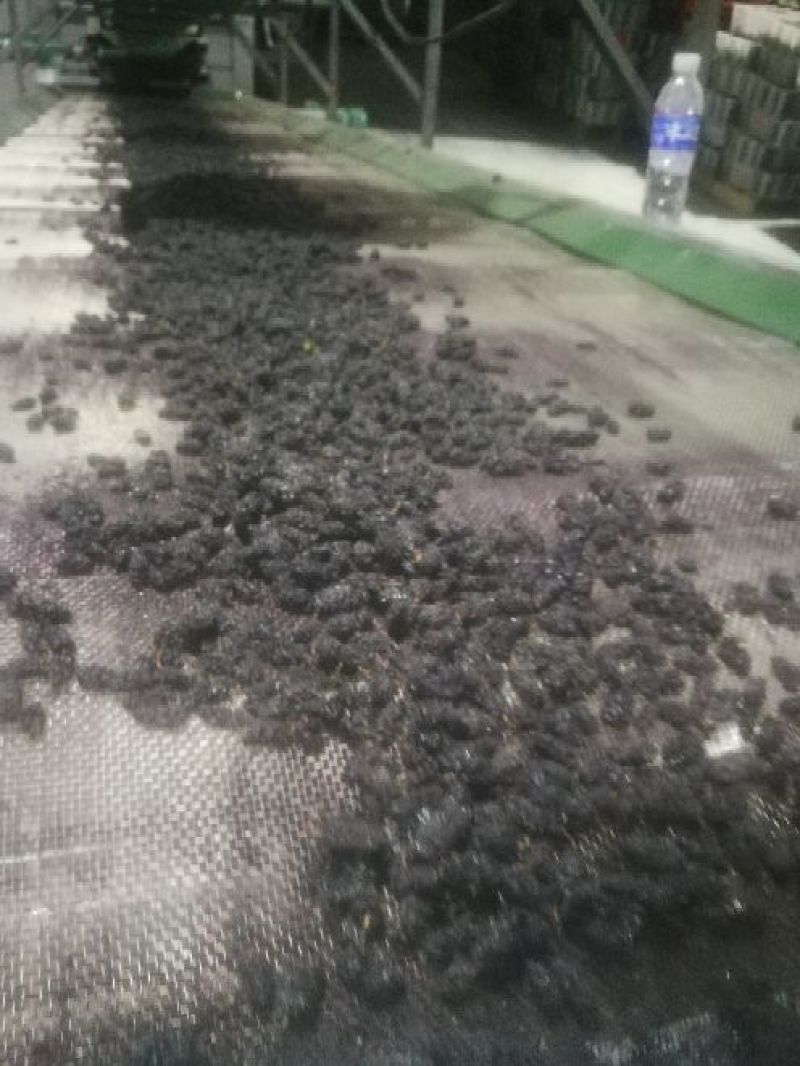 桑椹