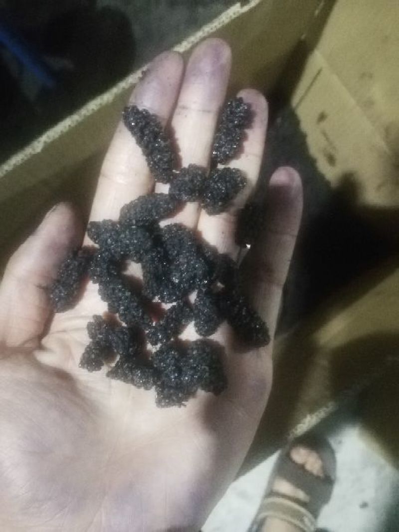 桑椹