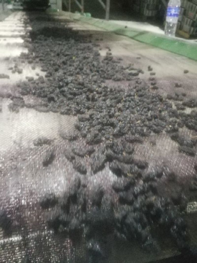 桑椹
