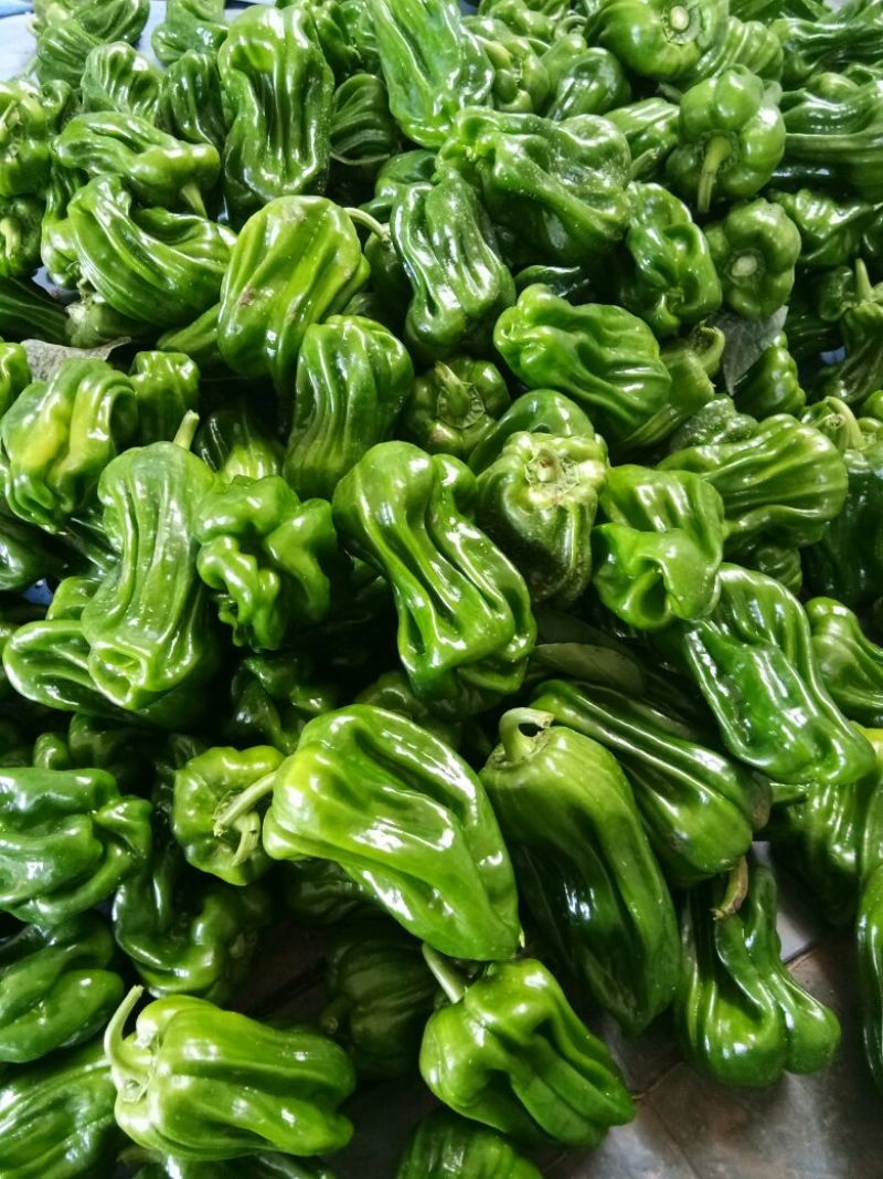麻辣椒5~10厘米青微辣
