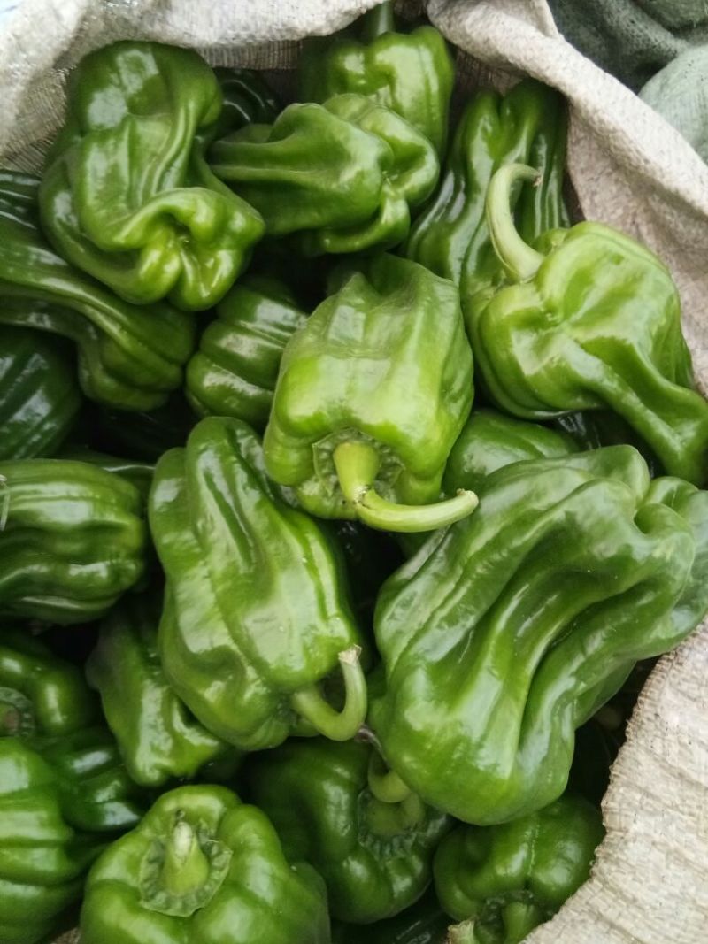 麻辣椒5~10厘米青微辣