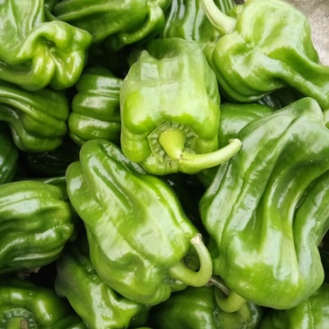 麻辣椒5~10厘米青微辣
