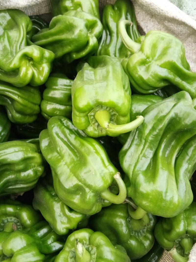 麻辣椒5~10厘米青微辣