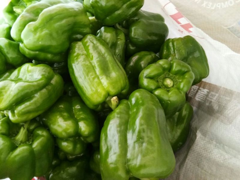麻辣椒5~10厘米青微辣