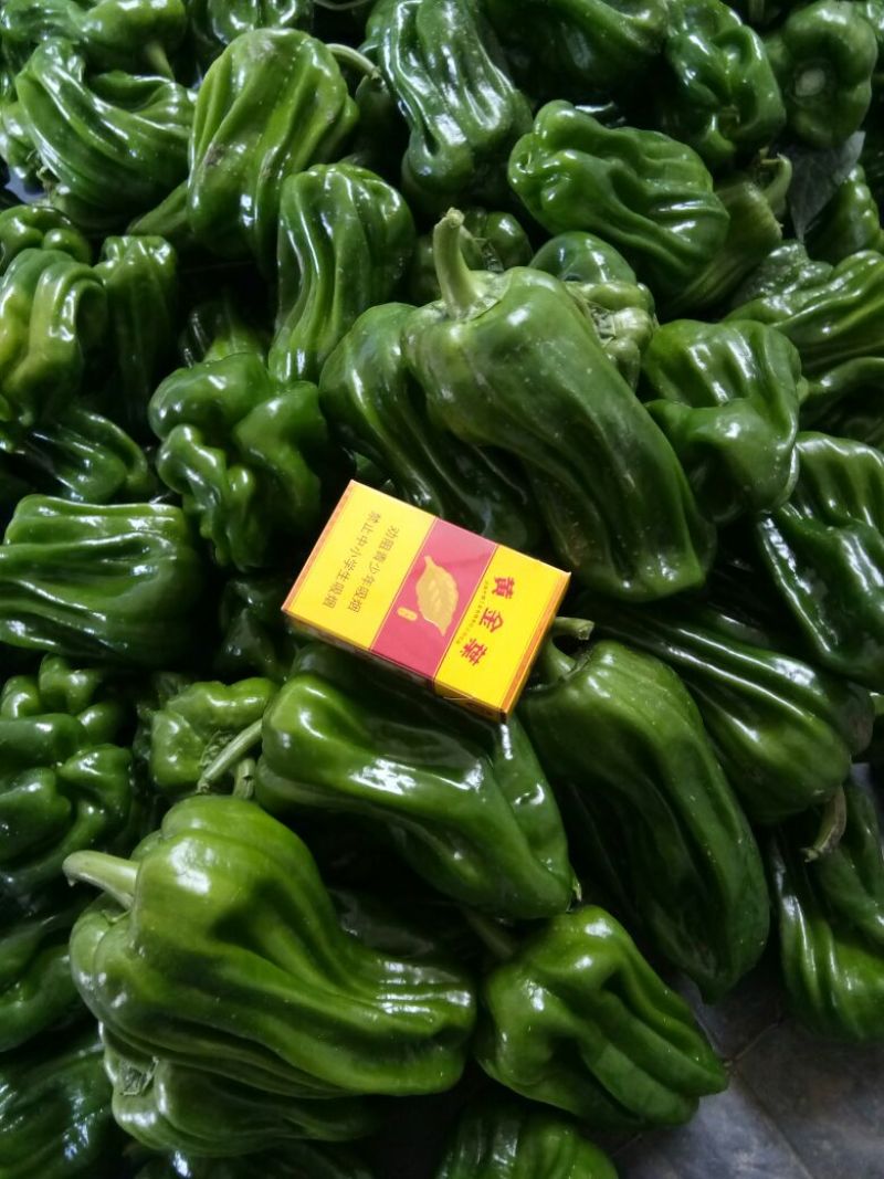 麻辣椒5~10厘米青微辣