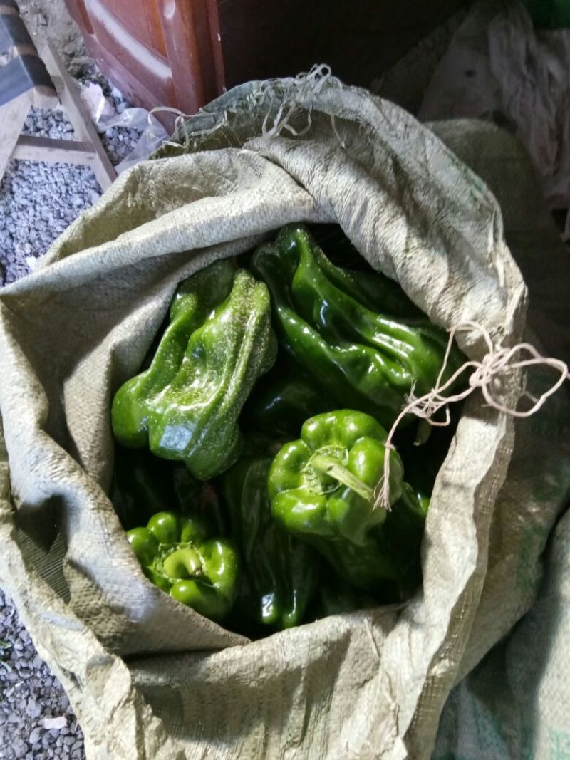麻辣椒5~10厘米青微辣