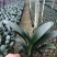 君子兰