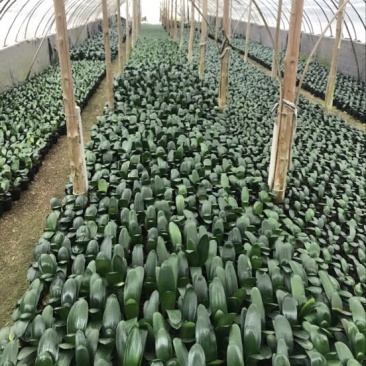 君子兰