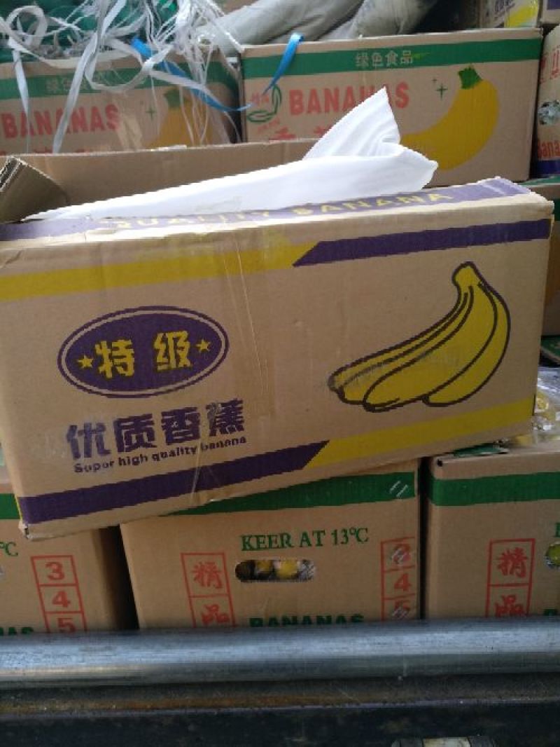 河口香蕉八成熟