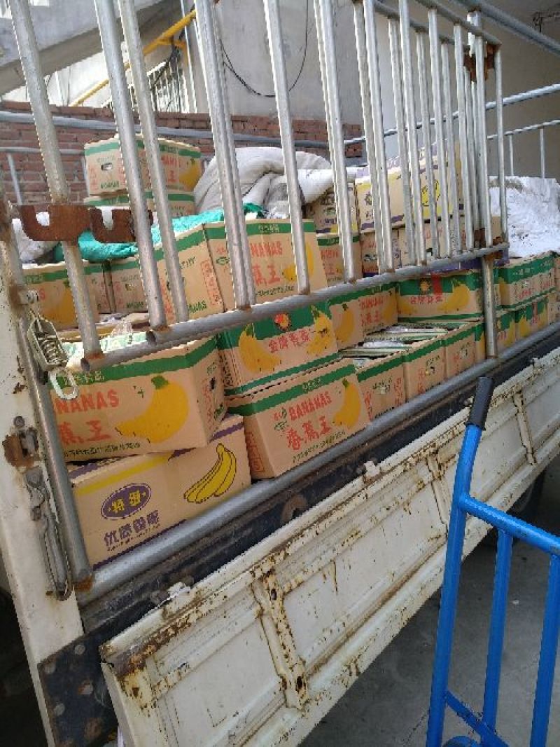 河口香蕉八成熟