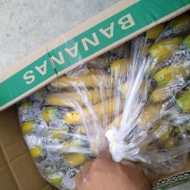 河口香蕉八成熟