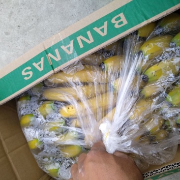 河口香蕉八成熟