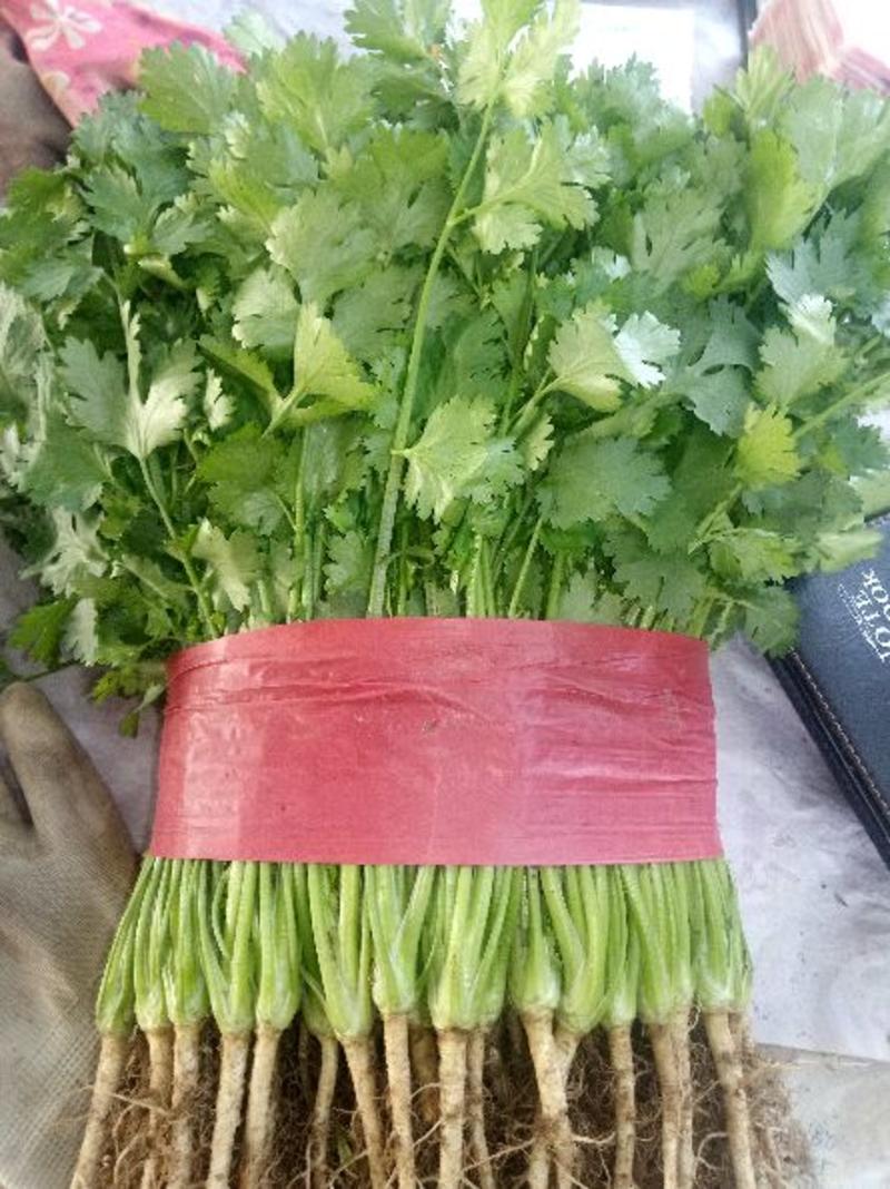 山东香菜精品大叶香菜20~25厘米以上量大从优