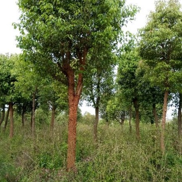 樟树261~300cm