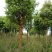 樟树261~300cm