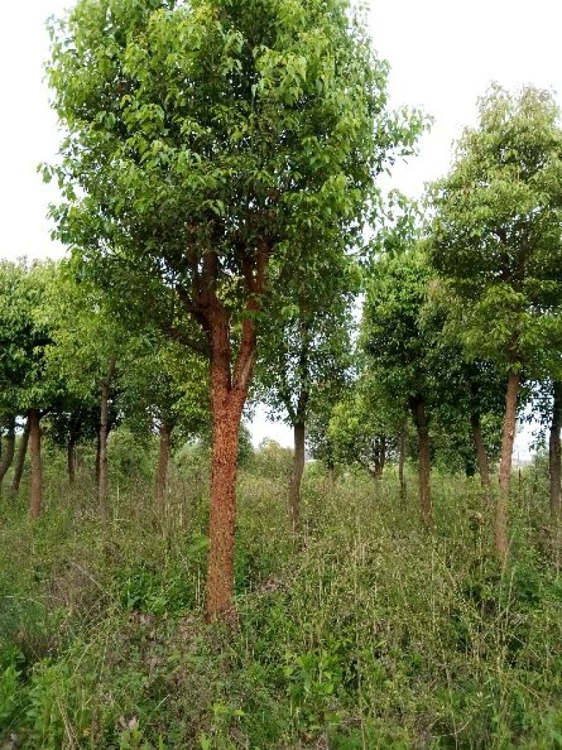 樟树261~300cm