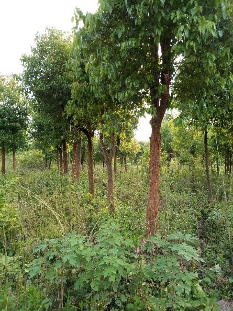 樟树261~300cm