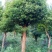 樟树261~300cm