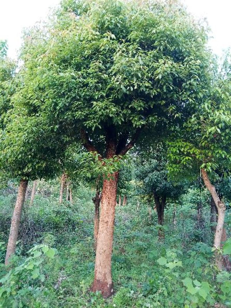 樟树261~300cm